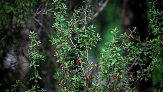Close-up image of a vibrant green Mānuka branch adorned with seed pods, set against a softly blurred background